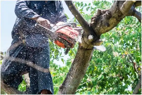 tree services Dousman